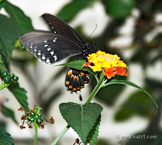 Swallow Tail